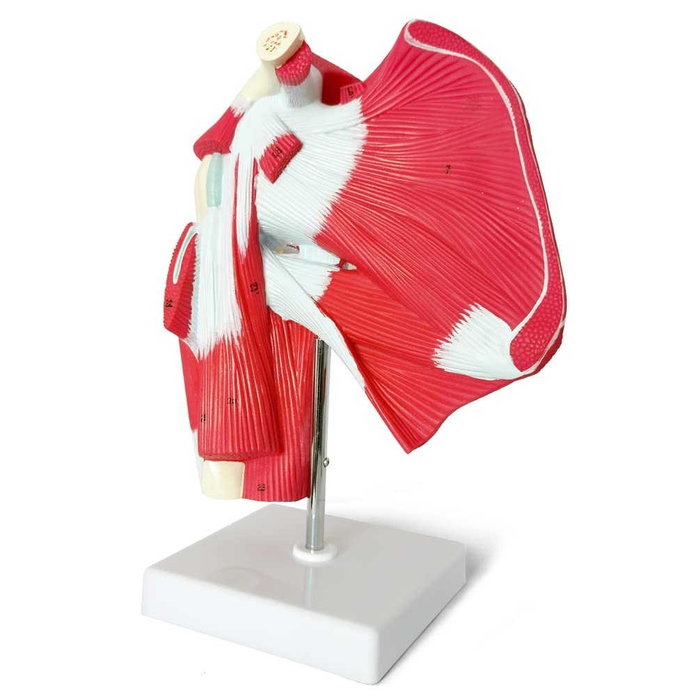 Muscled Shoulder Joint Model – Shows Complete Shoulder Musculature from Rotator Cuff to Subscapular Muscles – Includes Base, Product Manual and 3 Year Warranty