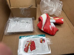 Muscled Shoulder Joint Model – Shows Complete Shoulder Musculature from Rotator Cuff to Subscapular Muscles – Includes Base, Product Manual and 3 Year Warranty photo 4