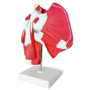Muscled Shoulder Joint Model – Shows Complete Shoulder Musculature from Rotator Cuff to Subscapular Muscles – Includes Base, Product Manual and 3 Year Warranty photo 1