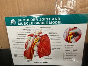 Muscled Shoulder Joint Model – Shows Complete Shoulder Musculature from Rotator Cuff to Subscapular Muscles – Includes Base, Product Manual and 3 Year Warranty photo 5